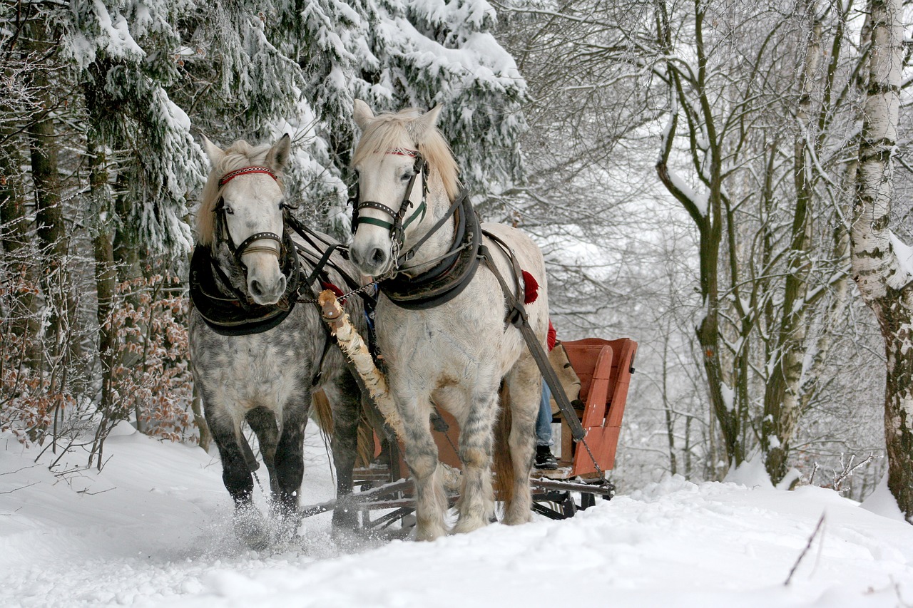 Tips for Traveling with Pets in Cold Weather